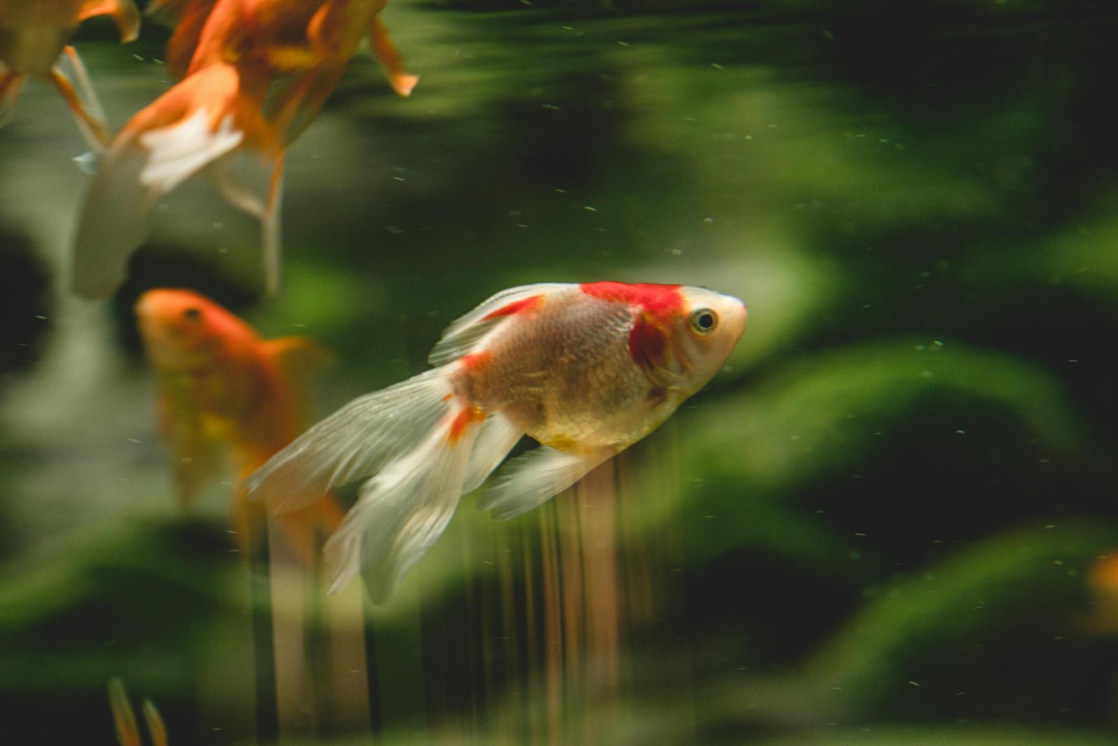 魚缸招財的邏輯，來自風水中「以水帶財」的觀念，但實務上，水的運用向來講究方位與尺度，並非隨意擺放就能奏效。多數風水師反而不建議貿然放置大型魚缸，因為一旦方位不當，容易造成能量失衡，帶來反效果。若本身確實喜歡養魚，關鍵在於品質而非形式，魚缸運作需安靜無聲，避免馬達產生持續噪音，象徵氣場穩定不躁；同時，水質必須清澈、魚隻健康有活力，才能形成良性的流動循環。從風水角度來看，唯有當「水安、魚活」，財氣才留得住，招財效果才具備實際意義。