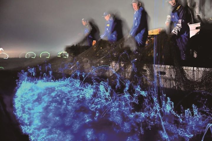 ▲螢烏賊海上觀光。　圖：日本富山縣／提供