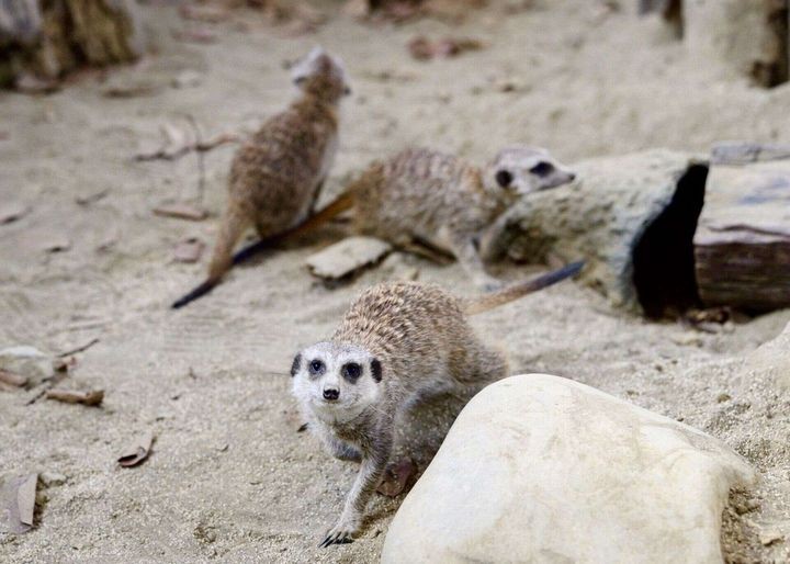 ▲狐獴在「野森動物學校」探索環境。　圖：高雄市政府觀光局／提供