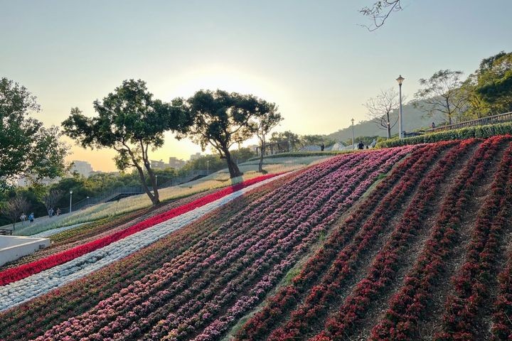▲三層崎花海有遼闊的條帶花海景觀。　圖：臺北市政府工務局／提供