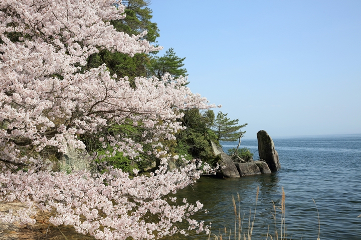 ▲海津大崎地區同時也是琵琶湖八景之一，能欣賞獨特岩礁地形與竹生島相映，櫻花季期間搭配粉櫻點綴更是美上加美。　圖：近江鐵道集團／提供