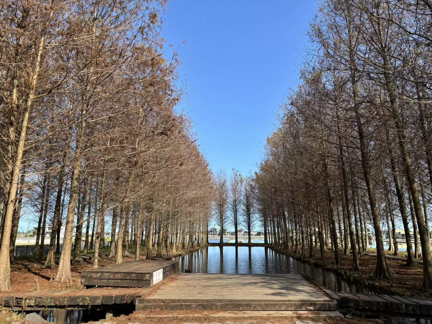 全新秘境壯圍落羽松林之所以特別,關鍵在於林中那座湖泊。水域讓景色有了第二層空間感,天氣與風勢穩定時,落羽松會完整映在水面上,畫面乾淨且安靜。