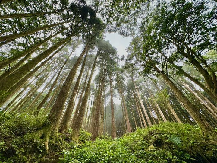 ▲阿里山水山療癒步道。　圖：農業部林業及自然保育署／提供