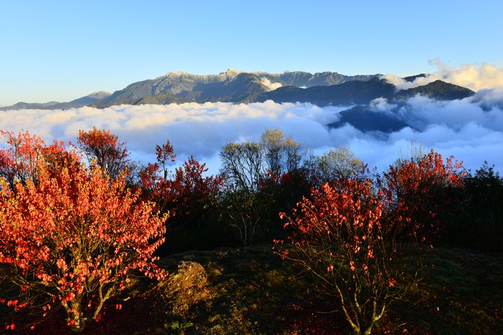 ▲小笠原觀景平台-阿里山國家森林遊樂區。　圖：林業及自然保育署-嘉義分署／提供