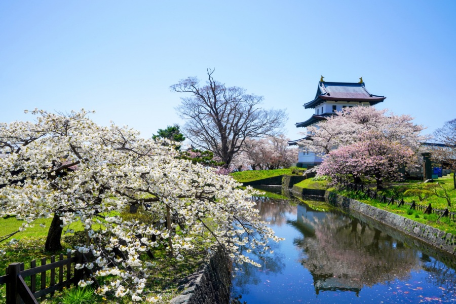 蝦夷山櫻是北海道代表性的櫻花品種,耐寒、耐風,花期通常落在4月下旬至5月上旬。松前公園內匯集多達200多種櫻花,其中蝦夷山櫻是最重要的主角之一。當本州櫻花季已近尾聲,北海道才剛迎來滿開,也讓賞櫻行程自然延伸至春末。