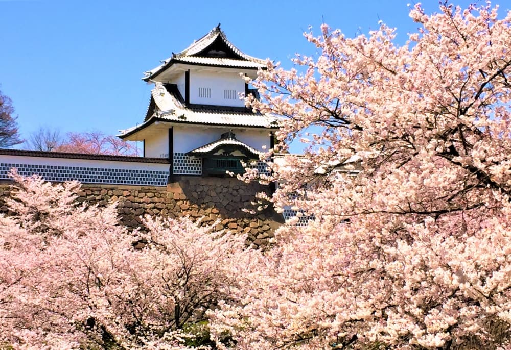 兼六園以日式庭園聞名,園內櫻花品種配置相對節制,包含染井吉野、山櫻與枝垂櫻。相較於大規模櫻花林,兼六園更重視櫻花與水景、石橋、松樹之間的比例關係。這裡的賞櫻經驗偏向「觀看方式」本身,也適合想深入理解日本庭園美學的旅人。