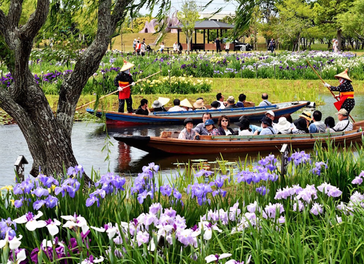 ▲春天菖蒲盛開時能搭乘小船遊覽水郷佐原菖蒲公園。　圖：千葉縣／提供