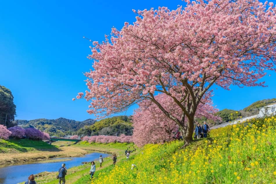 河津櫻是日本最早進入盛開期的櫻花之一,花期通常落在2月上旬至3月中旬,最大特色是色澤明顯偏深的粉紅花瓣,以及長達一個月的觀賞期。伊豆河津町正是河津櫻的發源地,沿著河津川兩岸綿延的櫻花林,搭配油菜花與溫泉街景,形成日本春季最具辨識度的畫面之一。相較於三、四月的人潮高峰,河津櫻的觀賞節奏更為舒緩,也特別適合想提早感受春意、避開人潮的旅人。
