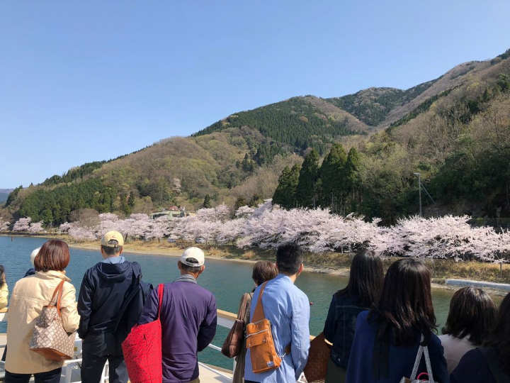 ▲琵琶湖沿岸4公里被櫻花環繞。　圖：琵琶湖汽船／提供