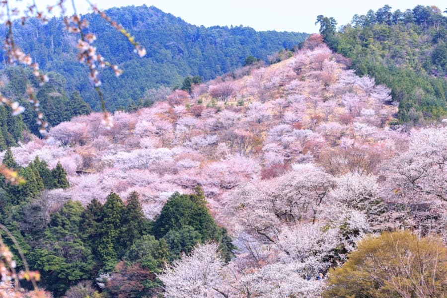 山櫻是日本最早被欣賞與書寫的櫻花類型,花與嫩葉同時生長,色調層次豐富。奈良吉野山的櫻花正是以山櫻為主,依地勢分為下千本、中千本、上千本與奧千本,花期隨海拔逐步推移。不同於單一品種的大規模栽植,吉野山呈現的是自然山林中的櫻花景觀,也讓這裡成為理解日本賞櫻歷史脈絡的重要地點。