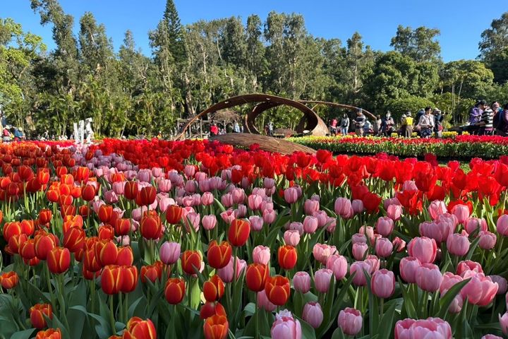 ▲鬱金香花開正好，期待您的光臨欣賞。（2025年資料照）　圖：臺北市政府工務局公園路燈工程管理處／提供