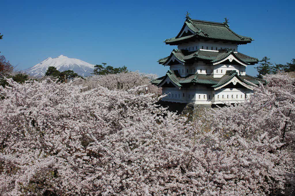青森弘前公園以高密度染井吉野櫻聞名,同時也能看到枝垂櫻與八重櫻交錯盛開。由於氣候較冷,花期通常在四月中下旬,園內護城河的「花筏」景象,是日本賞櫻攝影中的經典畫面之一。不同品種同時登場,也讓弘前成為理解櫻花差異的絕佳現場。