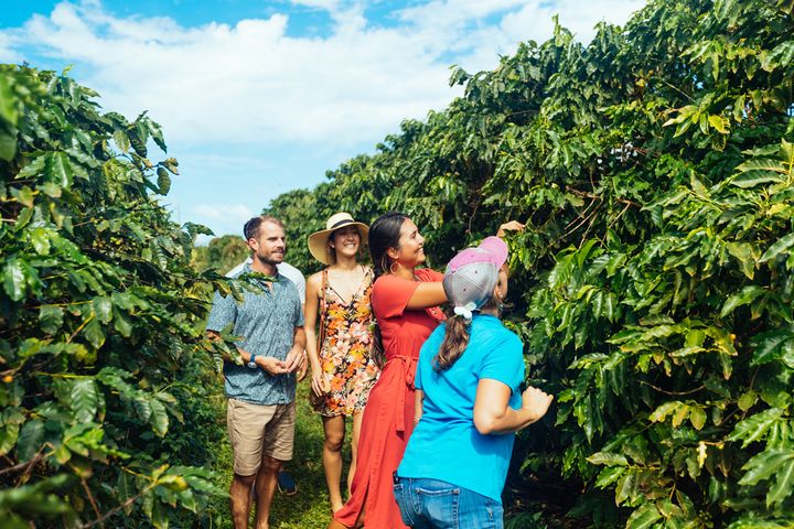 ▲咖啡莊園主人帶旅客認識夏威夷的咖啡培育過程。　圖：夏威夷旅遊局／來源