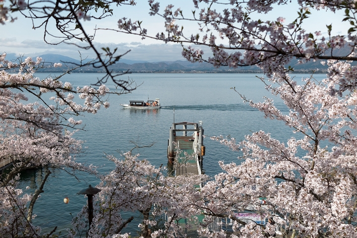 ▲「海津大崎賞櫻渡輪」自彥根港出發巡遊琵琶湖，只要提前預約遊客都能從JR彥根站搭乘免費接駁車輕鬆前往港口。　圖：近江鐵道集團／提供