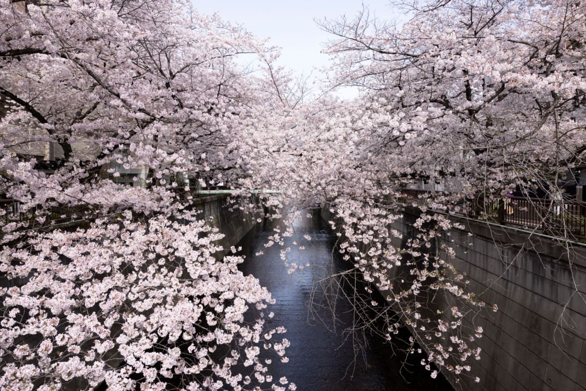 實際走進日本各地賞櫻名所,會發現多數場域往往同時栽種多種櫻花,呈現的是交錯而層次豐富的春日景觀。另一方面,櫻花盛開時間高度受氣候影響,每年花期可能隨氣溫略有提前或延後,相關預測仍需以日本氣象機構公布的當年度櫻花前線為準。掌握品種差異與時間彈性,才能讓賞櫻行程多一分從容,也多一分貼近春天本來的節奏。