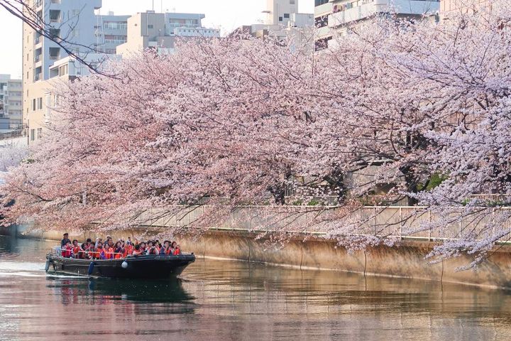 ▲日本東京／大橫川櫻花迴廊賞花遊船體驗。　圖：KKday／提供