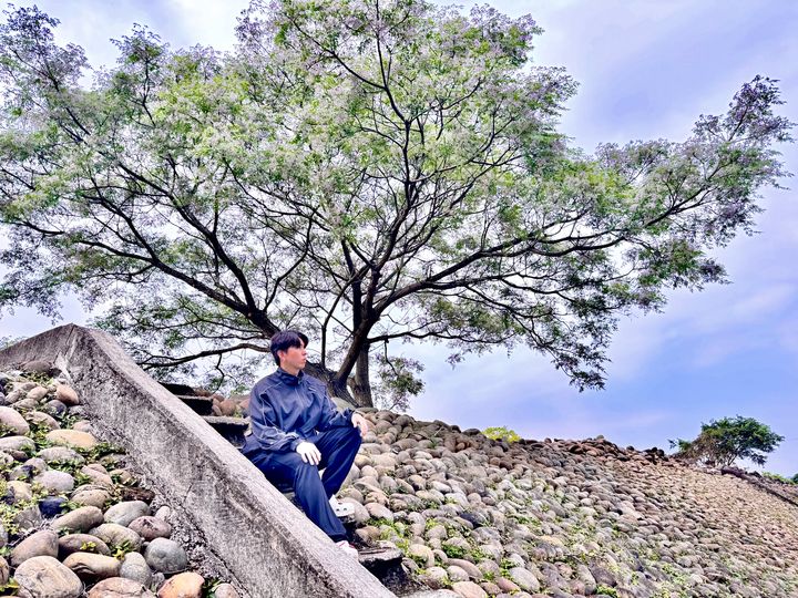 ▲苦楝花開如霧，在晴空下輕盈覆蓋在層層綠葉之上。　圖：新北市政府水利局／提供
