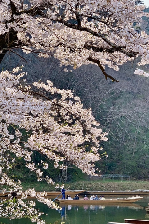 ▲猊鼻溪春季雖以紫藤花美景聞名，但船舟停靠處的櫻花也相當值得一見。　圖：一關市／提供
