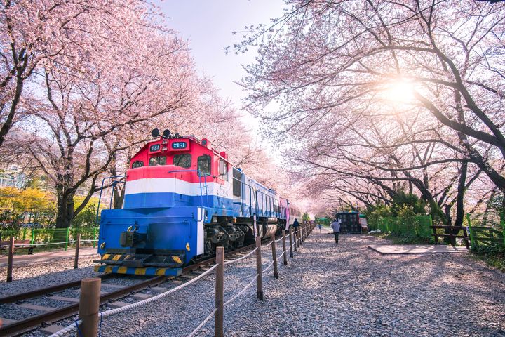 ▲韓國慶和鎮海火車站春天盛開的櫻花美不勝收。　圖：shutterstock／來源