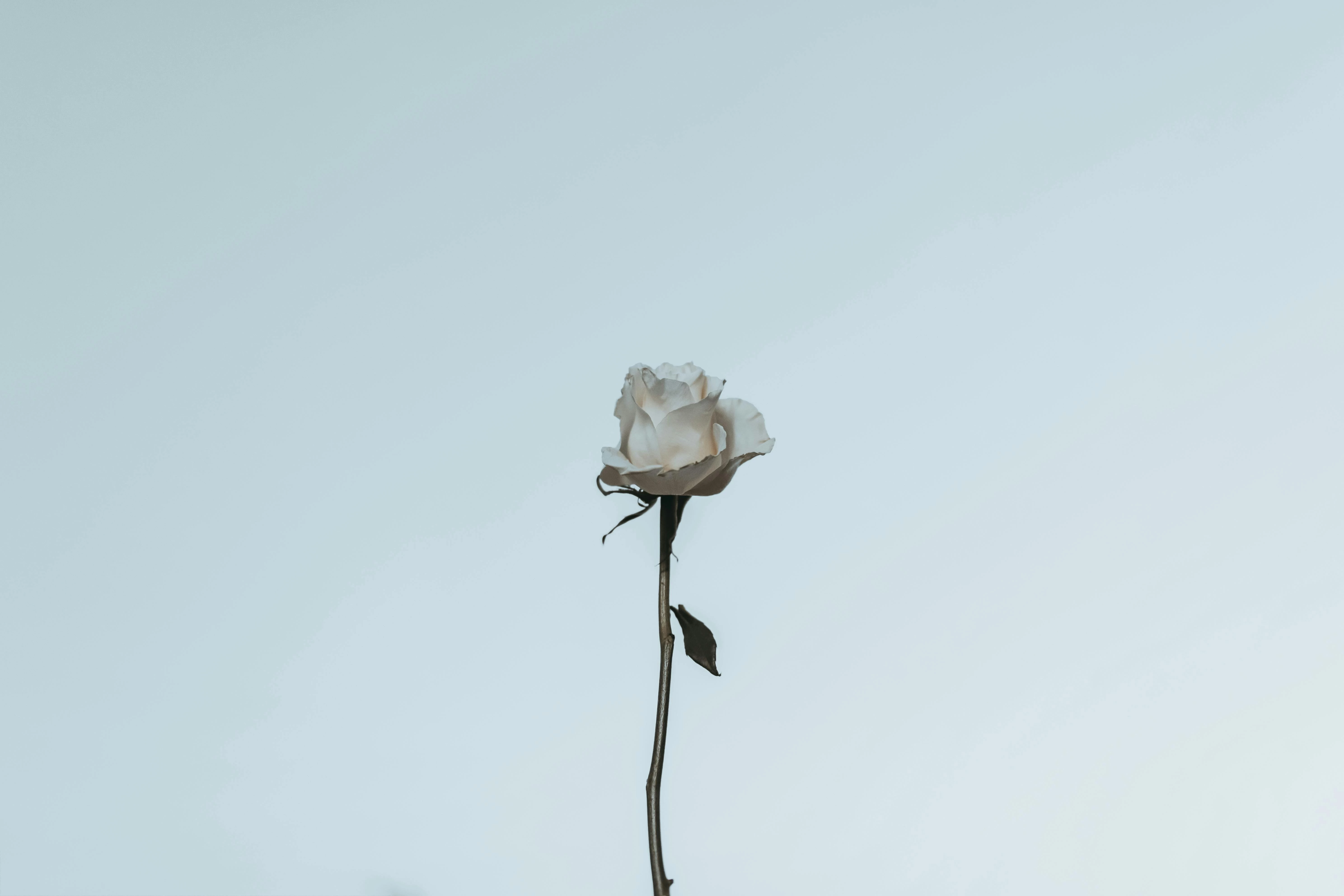 白色情人節送禮:常見問與答