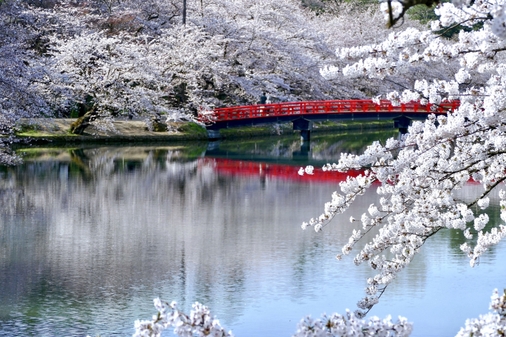 弘前城公園圍繞著護城河一圈種滿了櫻花。　圖：PHOTO AC／來源