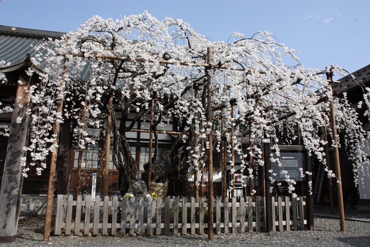 ▲龍谷寺「盛岡枝垂櫻」雖是小規模的櫻花景點，但卻擁有不輸給整片櫻花的特色之美。　圖：岩手縣／提供