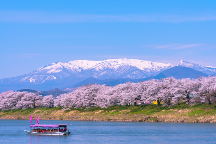 ▲白石川一目千本櫻沿河岸延伸約8公里，以藏王連峰為背景，構成東北最具氣勢的櫻花長廊。　圖：JR東日本／提供