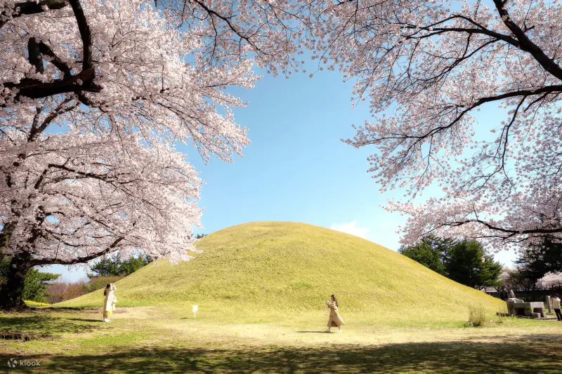 ▲釜山近郊的慶州為韓國著名賞櫻熱點。(圖╱Klook提供)