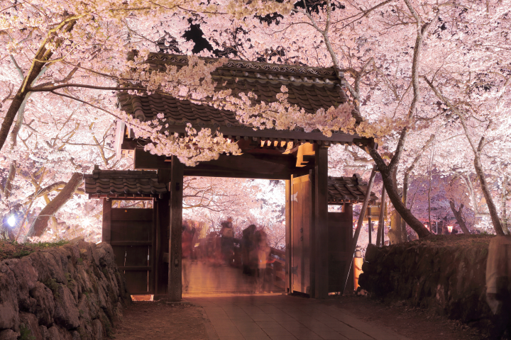 ▲高遠城址公園約1,500株高遠小彼岸櫻盛開，濃粉色花海為古城遺跡披上春裝，被譽為「天下第一櫻」。　圖：JR東日本／提供