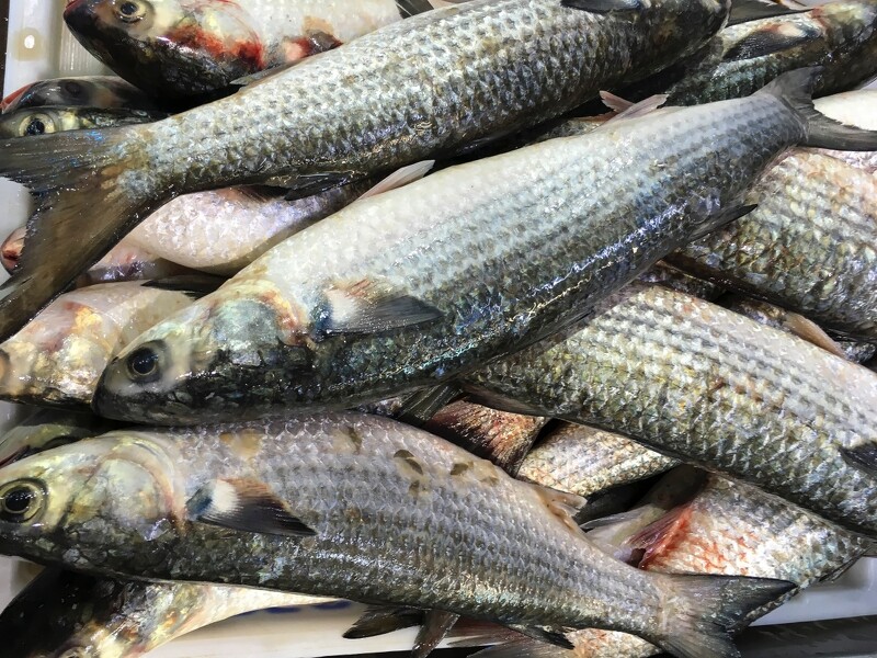 烏魚子本質上是雌性烏魚(學名為「鯔魚」:Mugil cephalus)的卵巢。