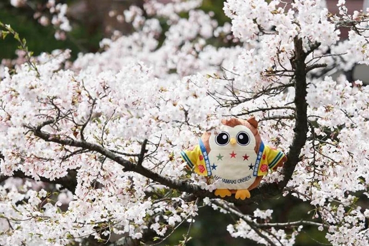 ▲花卷溫泉不僅以玫瑰園聞名，春櫻盛開時節更有一番風味。　圖：花卷溫泉／提供