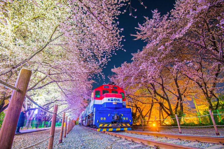 ▲韓國／鎮海櫻花節。　圖：KKday／提供