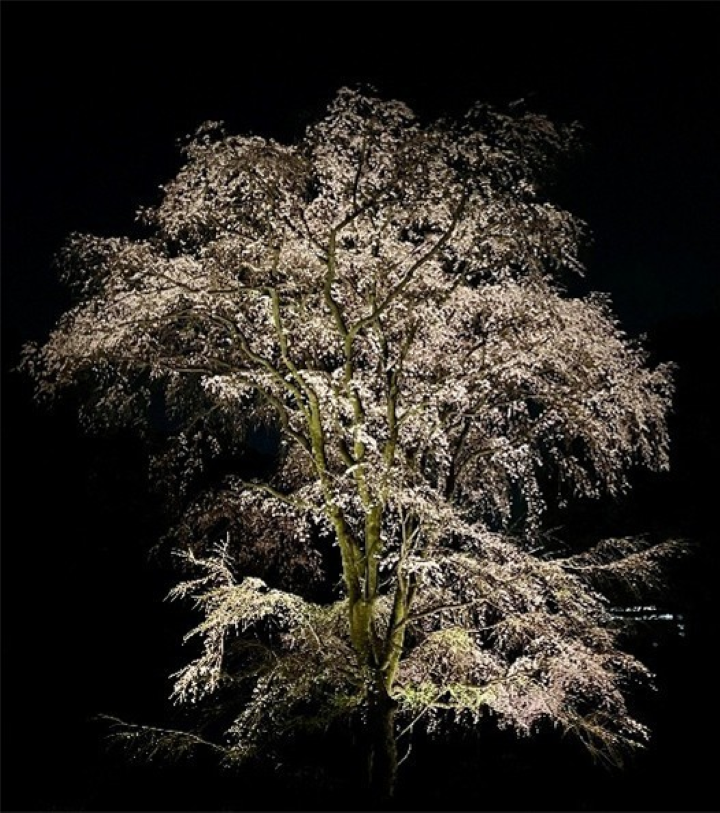 ▲夜色中的枝垂櫻在燈光映照下宛如櫻花瀑布，成為六義園春季夜間賞櫻最具代表性的景觀之一。　圖：東京都公園協会／提供
