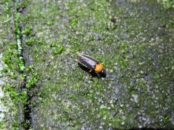 ▲黃緣螢。　圖：桃園市政府風景區管理處／提供