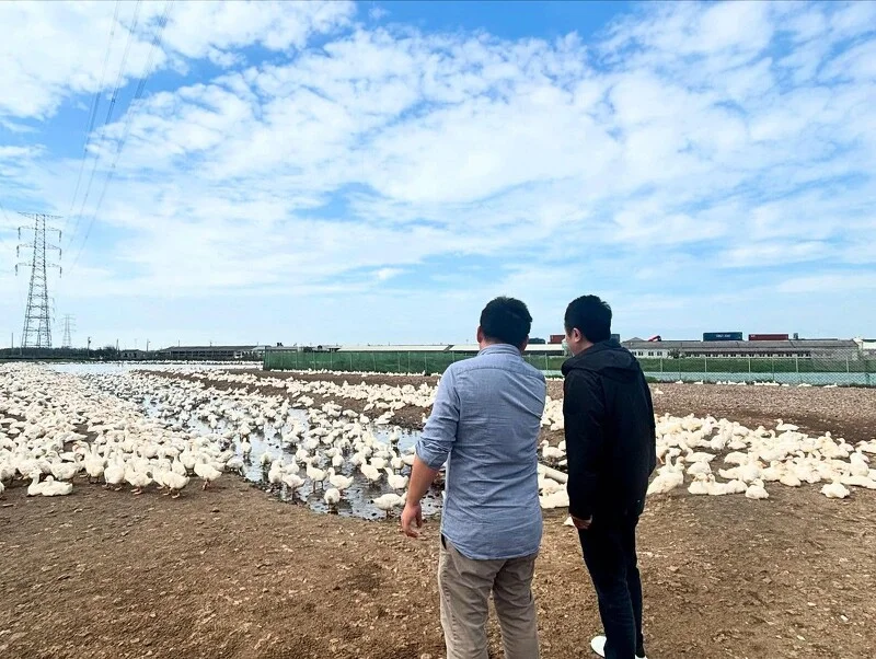 為了得到老鴨,鄔師傅前後等待了兩三年。