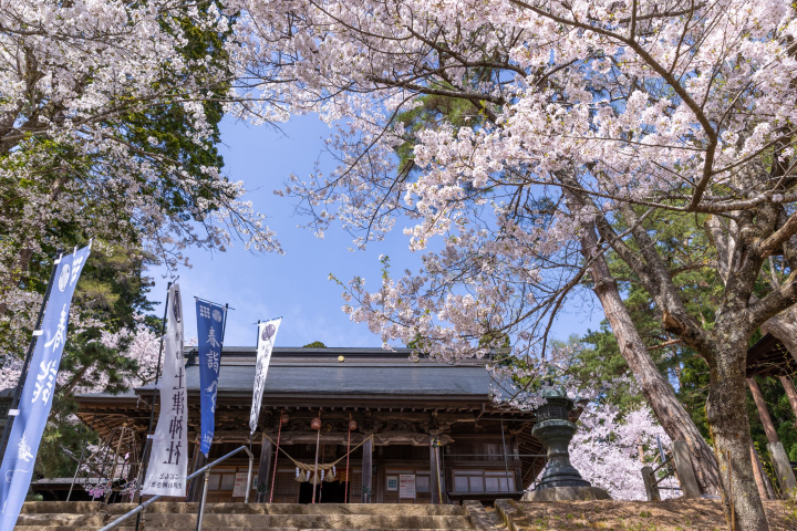 ▲土津神社境內櫻花綻放，結合傳統建築與寧靜氛圍，別具日本春日風情。　圖：豬苗代觀光協會／提供