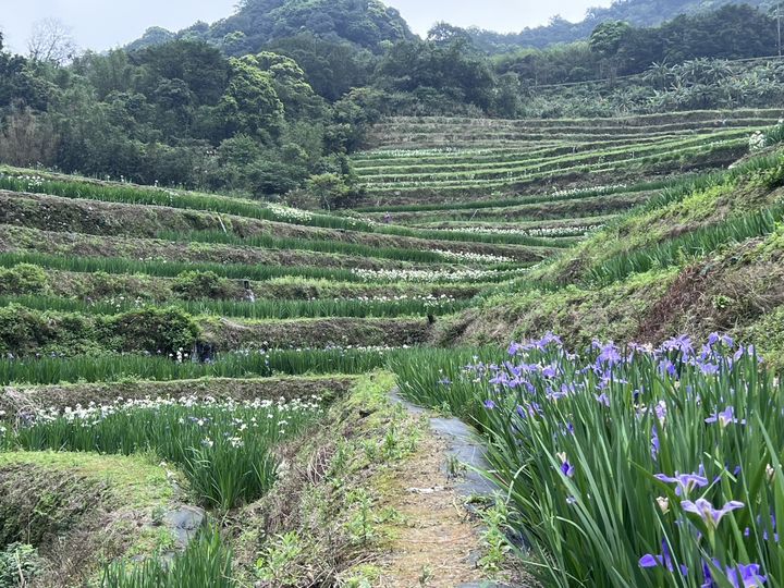 ▲石門嵩山社區最吸睛的景觀，就是擁有百年以上石砌梯田。　圖：新北市政府農業局（石門嵩山社區）／提供