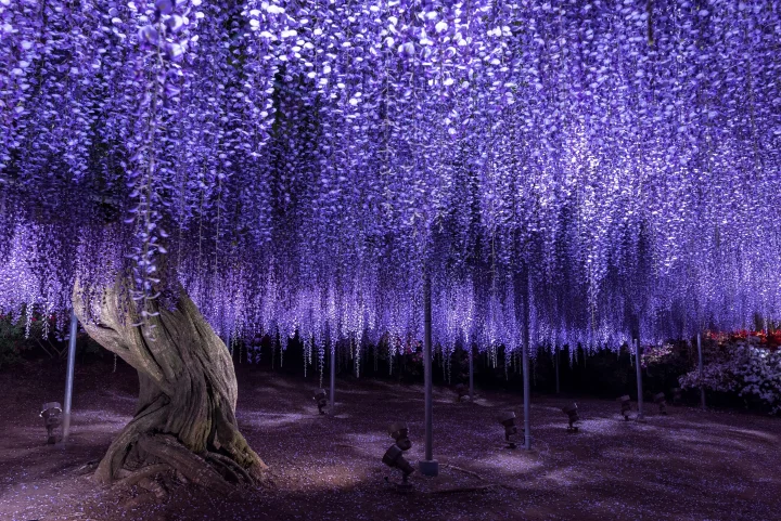 ▲04/15起將進行夜間點燈。　圖：足利花卉公園／提供