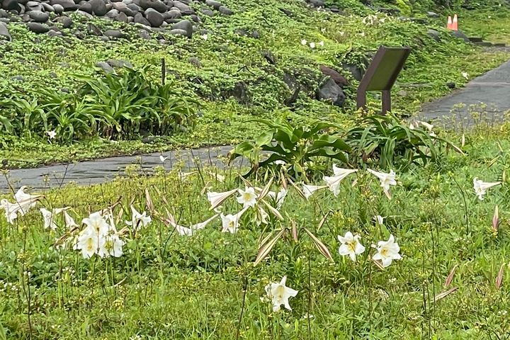 ▲除了花卉景觀,龜山島地質景館也同樣精彩。 圖:東北角及宜蘭海岸國家風景區管理處/提供
