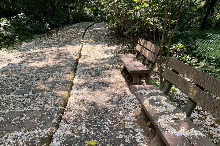 ▲走在土城「太極嶺」山徑間，可見桐花隨風飄落，鋪成一道浪漫的雪白花毯。　圖：新北市政府綠美化環境景觀處／提供