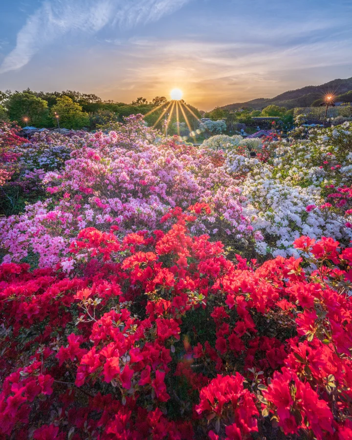 ▲公園內種植了超過350株紫藤花與5,000多株的杜鵑花。　圖：足利花卉公園／提供