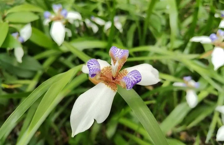 ▲蘭雅1號公園-巴西鳶尾。 圖:臺北市政府工務局公園路燈工程管理處/提供