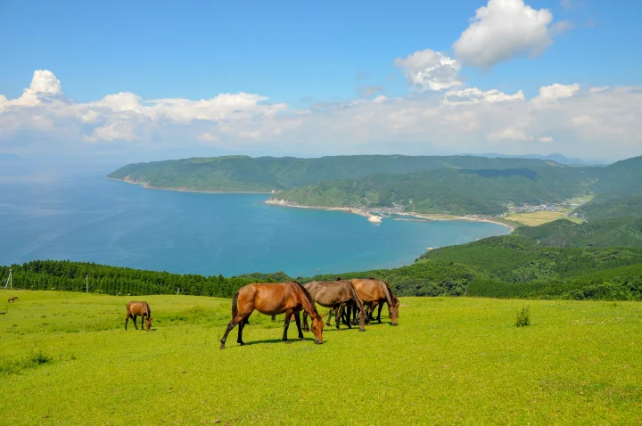 ▲在都井岬可以觀賞野馬在草原上奔馳與吃草的景象。　圖：宮崎縣／提供
