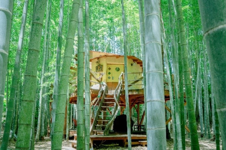 ▲矗立在竹林中的樹屋房。　圖：THE BAMBOO FOREST／提供