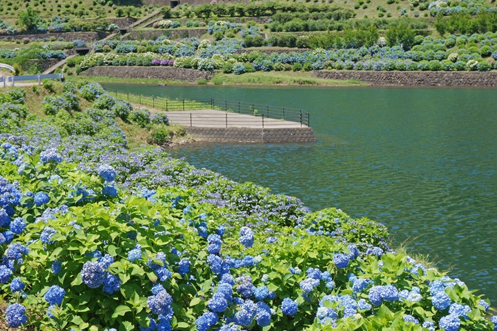 ▲「中木庭水庫」的繡球花景遍佈水庫兩側，一望無際非常壯觀。　圖：鹿島市觀光協會／提供