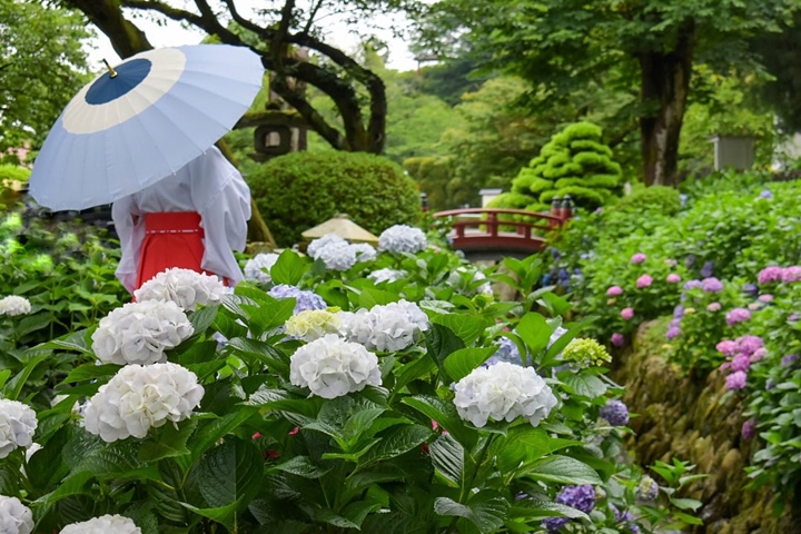 ▲知名景點「祐德稻荷神社」正值繡球花盛開期，到訪參拜兼賞花一次感受雙重魅力。　圖：祐德稻荷神社／提供