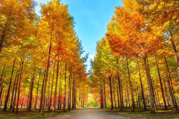 ▲南怡島秋季美景。　圖：shutterstock／來源
