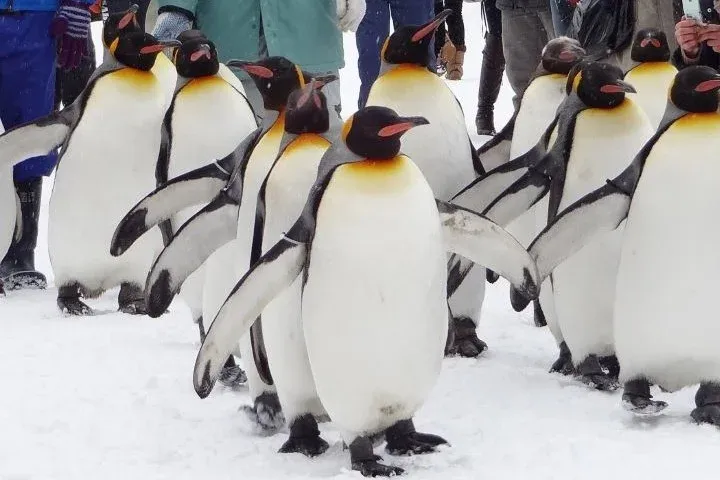 ▲北海道旭川市旭山動物園的企鵝遊行。 圖：JR北海道提供