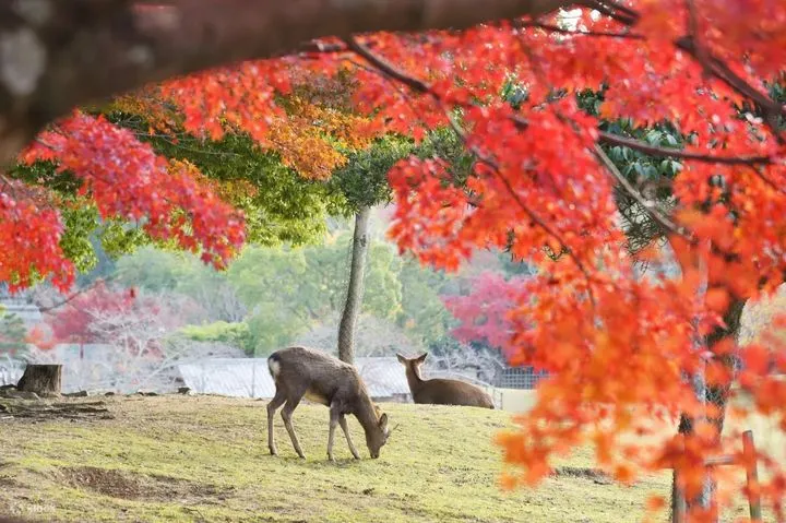 ▲旅客可透過京都奈良一日遊穿梭千年古都與以鹿為靈魂的城市。　圖：Klook／提供