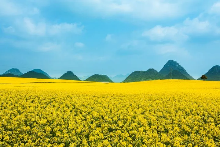 ▲雲南世界最大自然花園-羅平金黃油菜花。　圖：shutterstock／來源